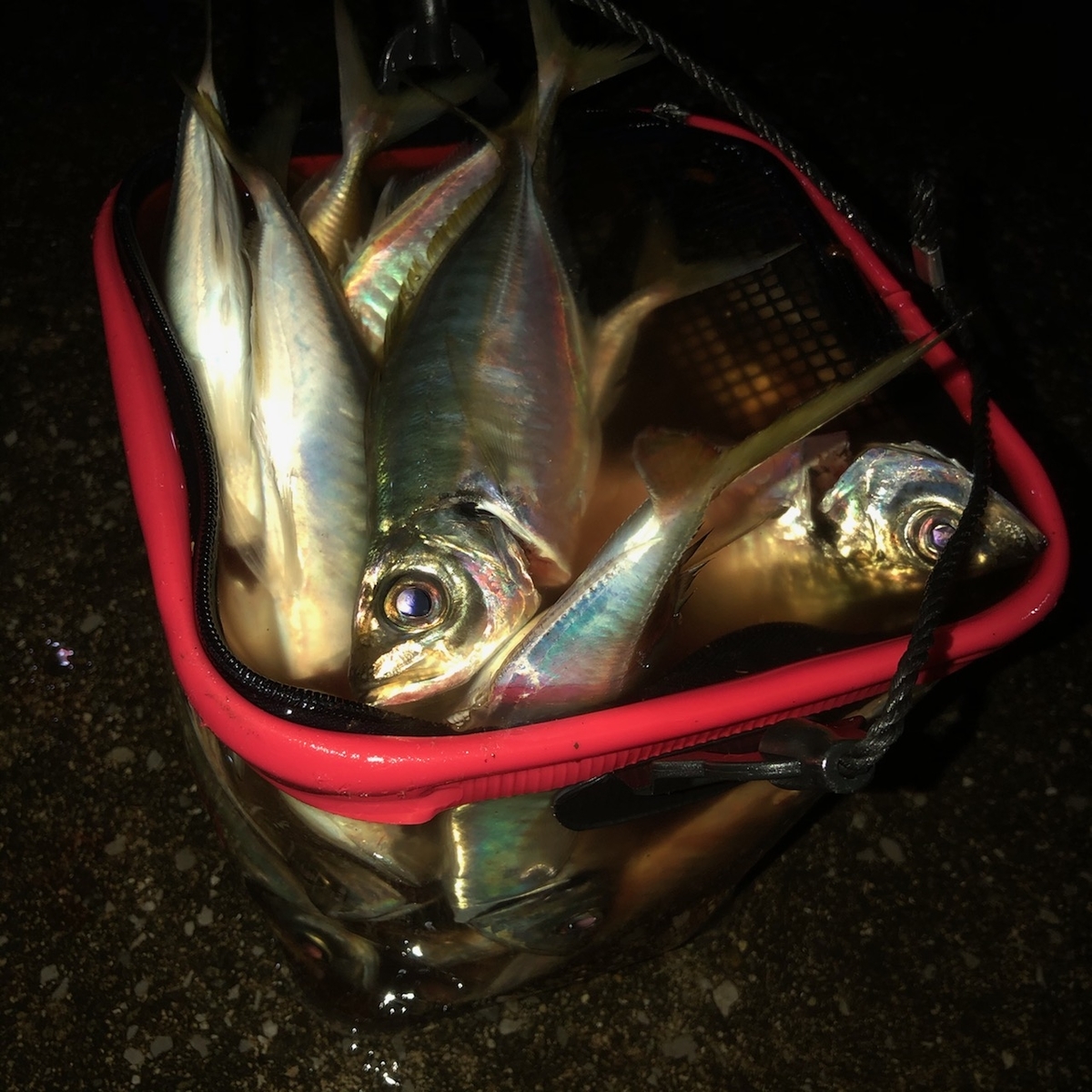 兵庫で初春に大アジ祭り 一生夏休み