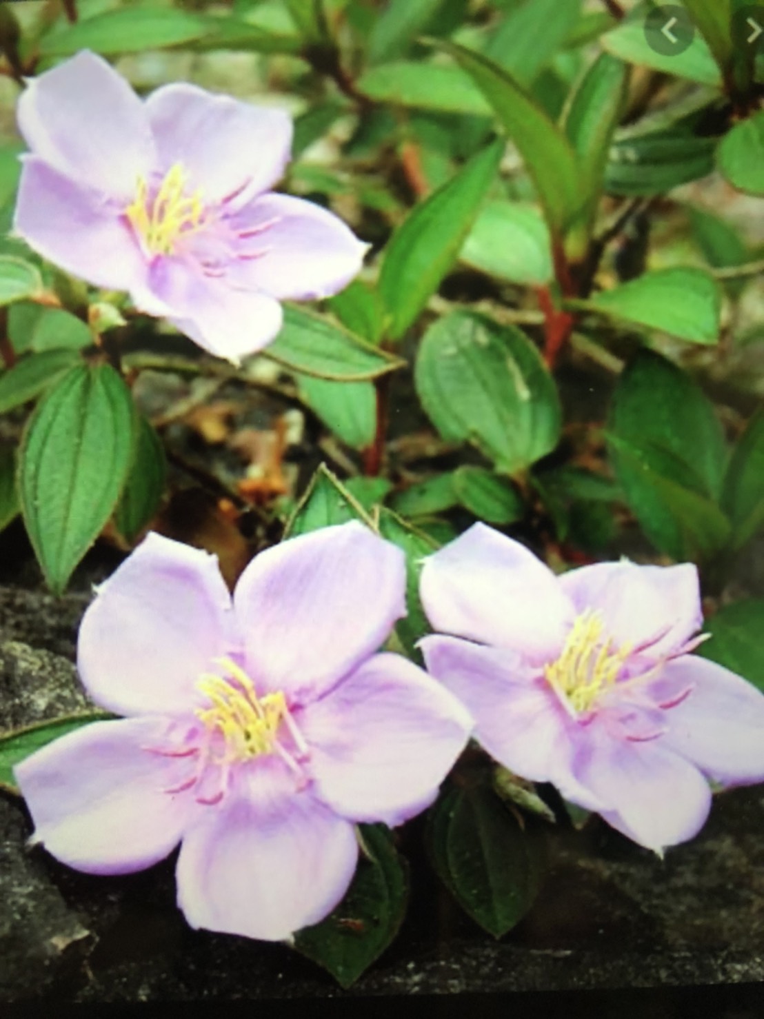 f:id:shokochun:20200520082936j:plain