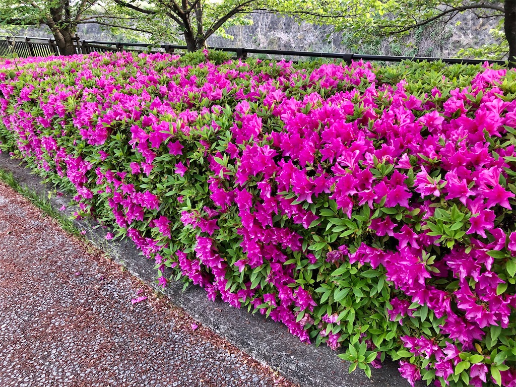 f:id:shoku-yoro:20200519190027j:image f:id:shoku-yoro:20200519190027j:image