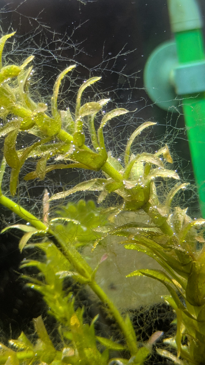 水草についたコケ