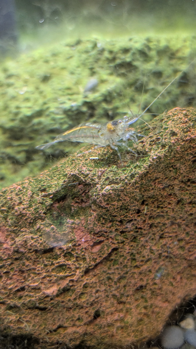 ミナミヌマエビ