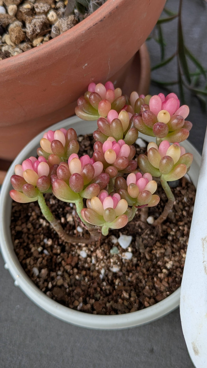 奇跡】店員さんも驚き！激安虹の玉がピンク＆白色に紅葉した話