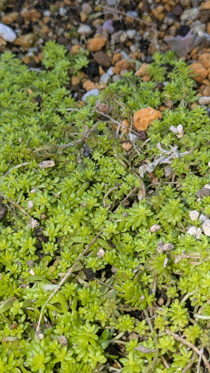 地植えのゴールデンカーペット