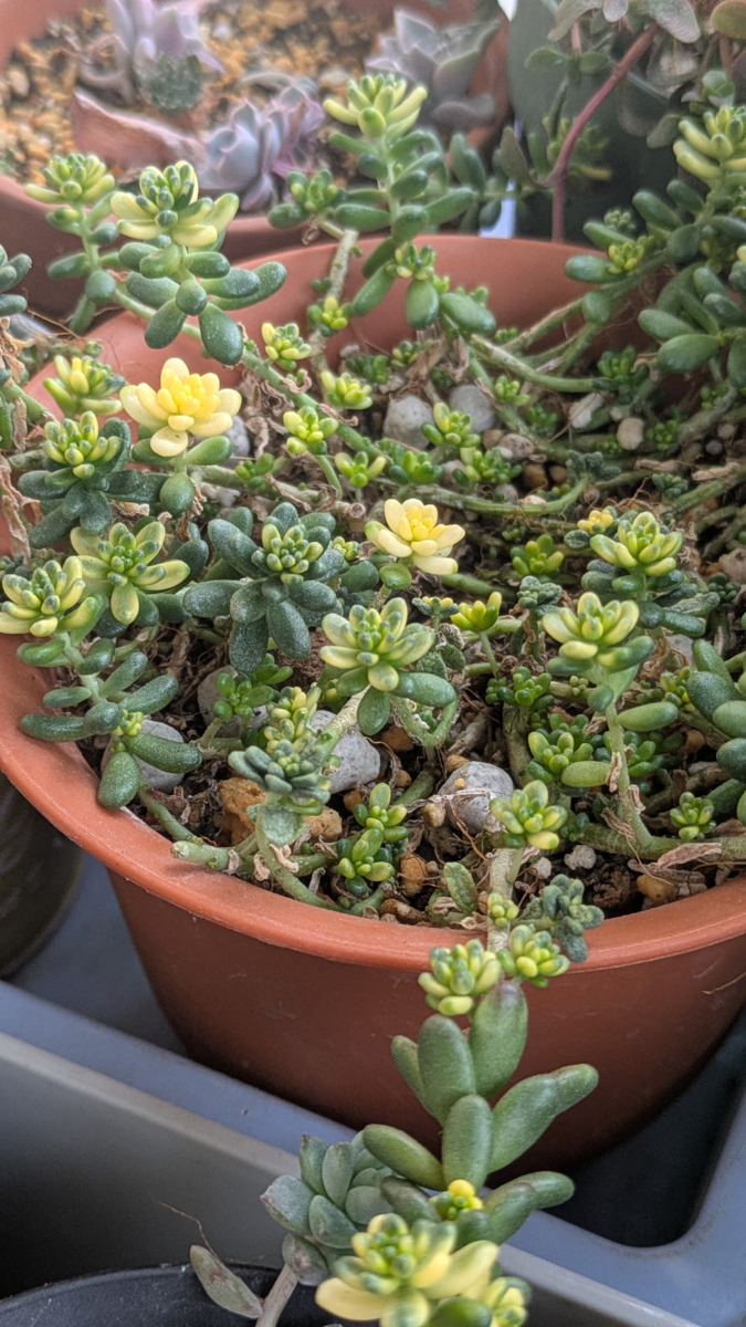 斑入りタイトゴメの鉢植え・徒長