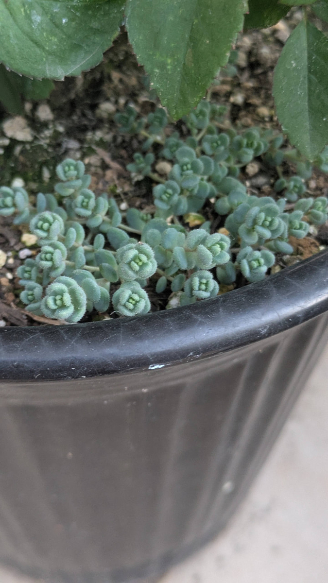 ダシフィルムの鉢植え