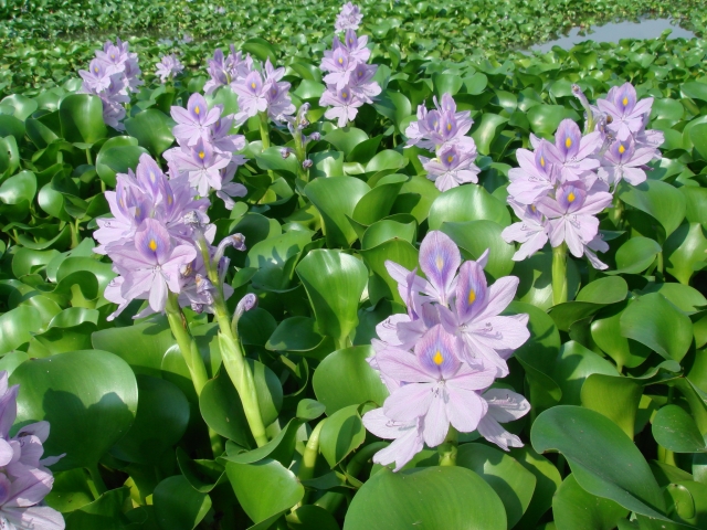 ホテイアオイの花、増殖