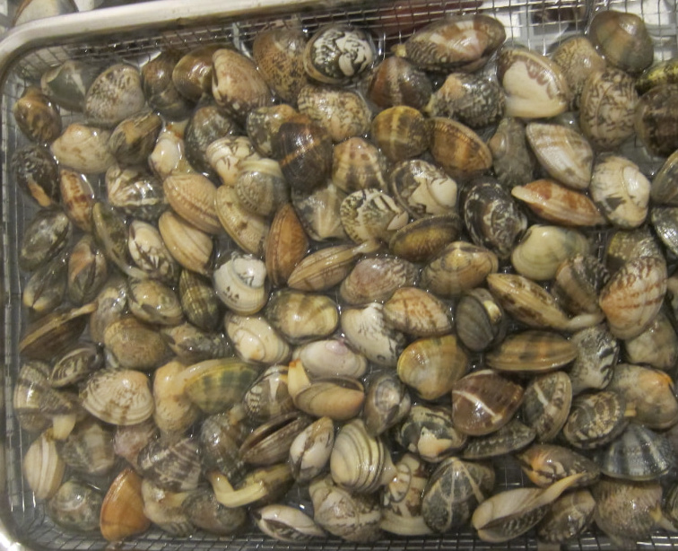 久津間海岸のアサリ