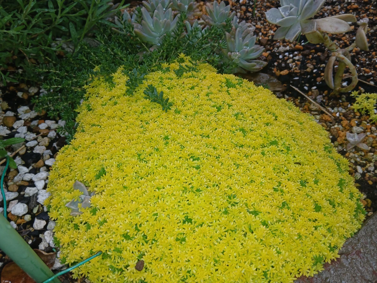 ゴールデンカーペットの地植え
