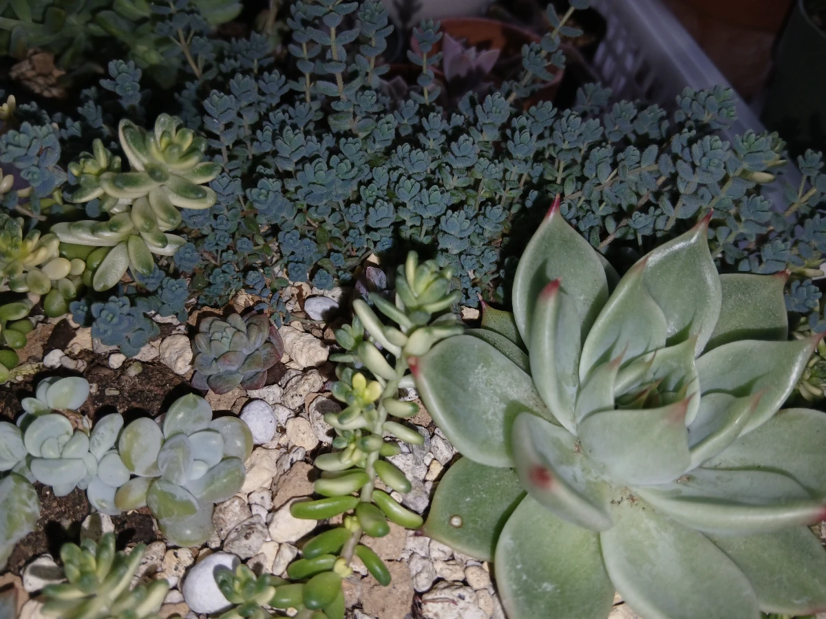 丈夫なおすすめセダム5選！寄せ植え＆地植えで爆増する育て方とは