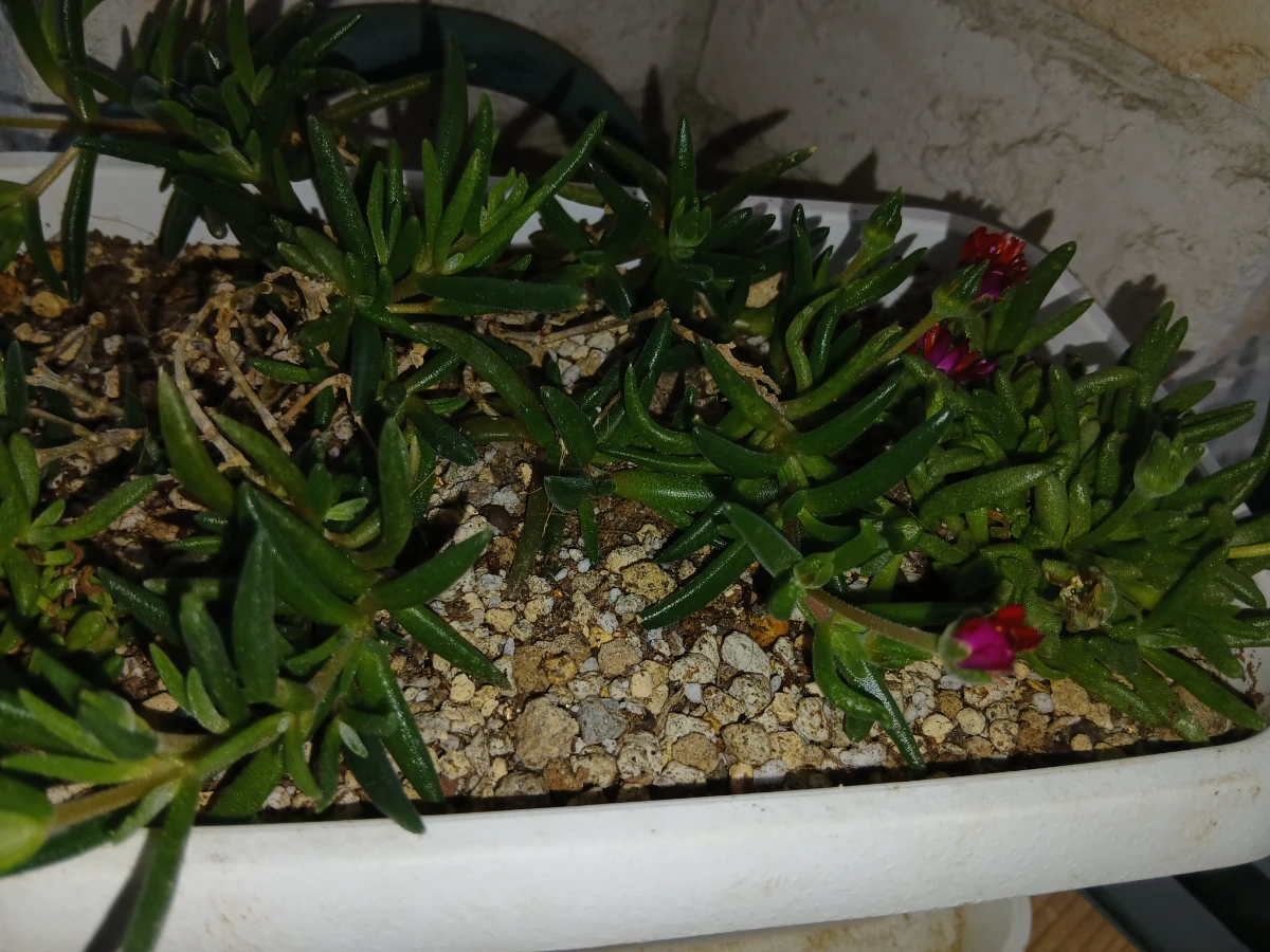 砂漠の宝石