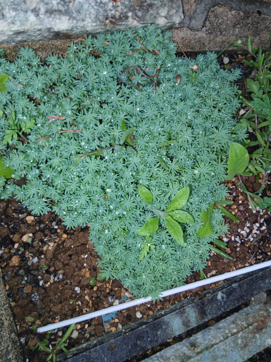 パリダムの地植え