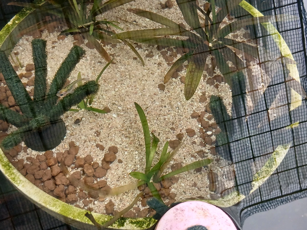 メダカの産卵床