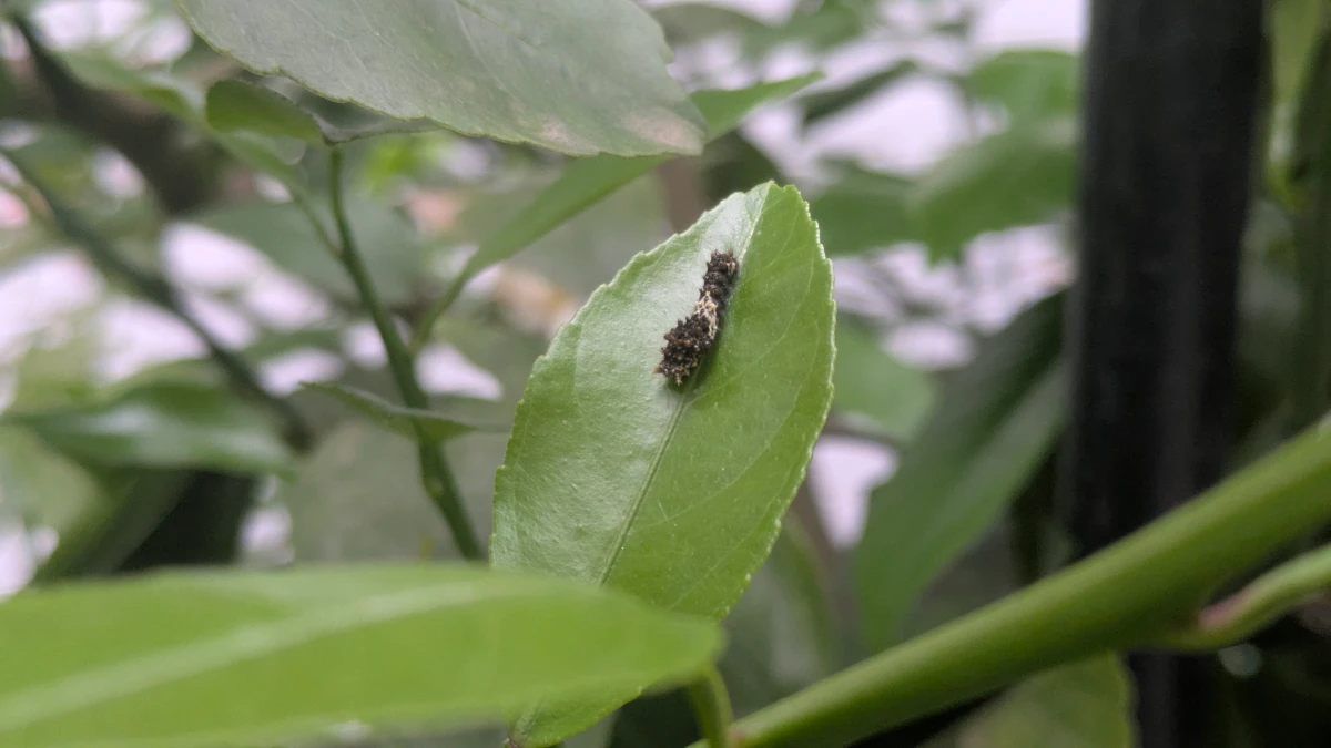 アゲハの幼虫