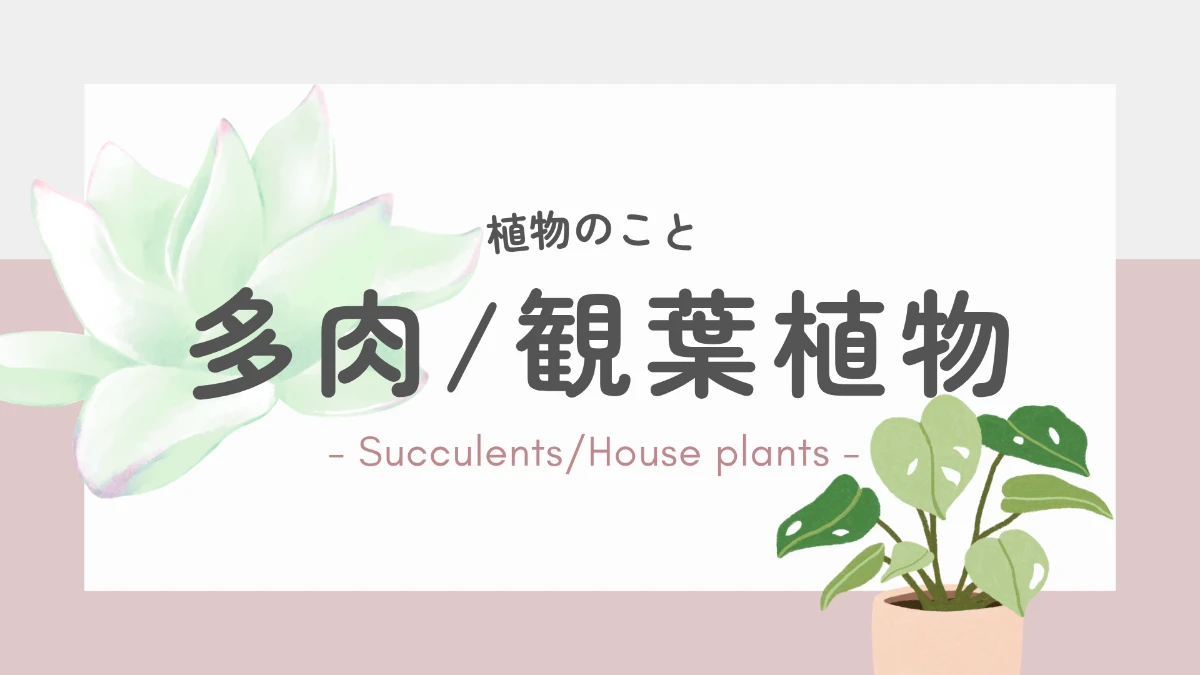 多肉/観葉植物はこちら