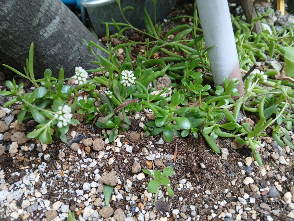紅稚児の地植え