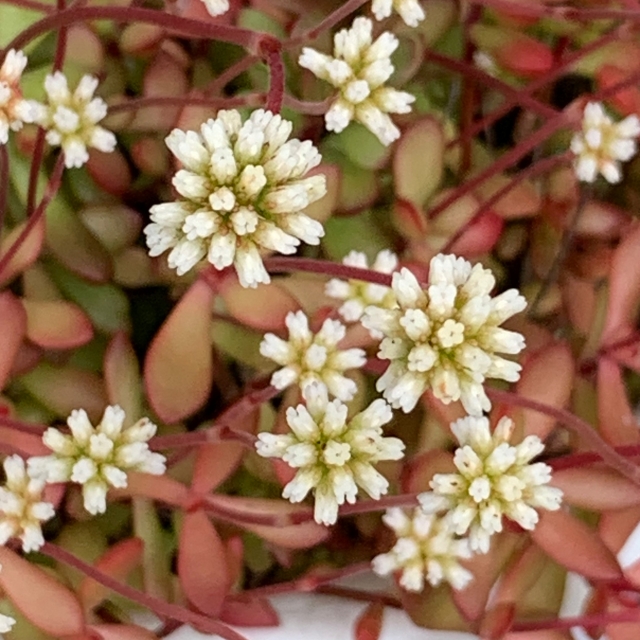 紅稚児の花