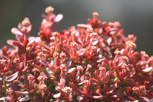 紅稚児の紅葉