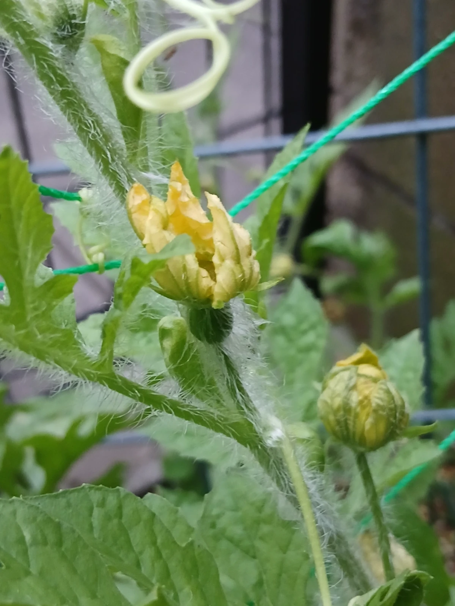 スイカの雌花
