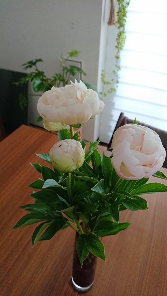 f:id:shokubutsuzoku:20190129174922j:plain