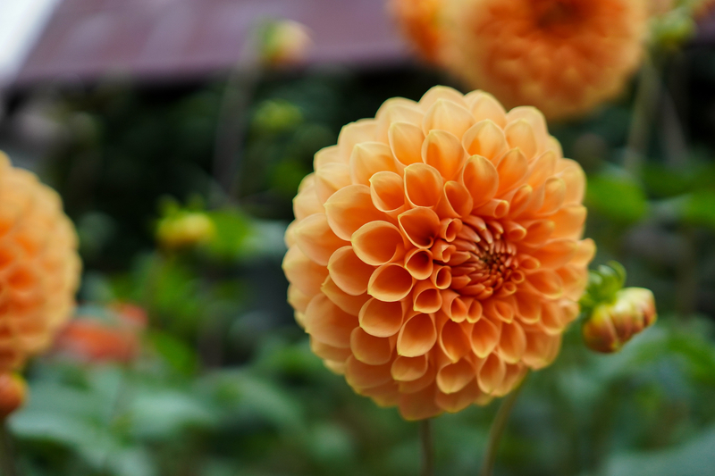 f:id:shomappyblog:20201112035325j:plain f:id:shomappyblog:20201112035325j:plain