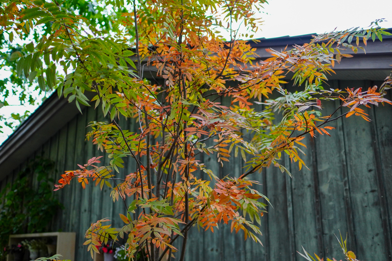 f:id:shomappyblog:20201112035332j:plain f:id:shomappyblog:20201112035332j:plain