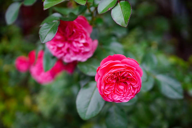 f:id:shomappyblog:20201112035350j:plain f:id:shomappyblog:20201112035350j:plain