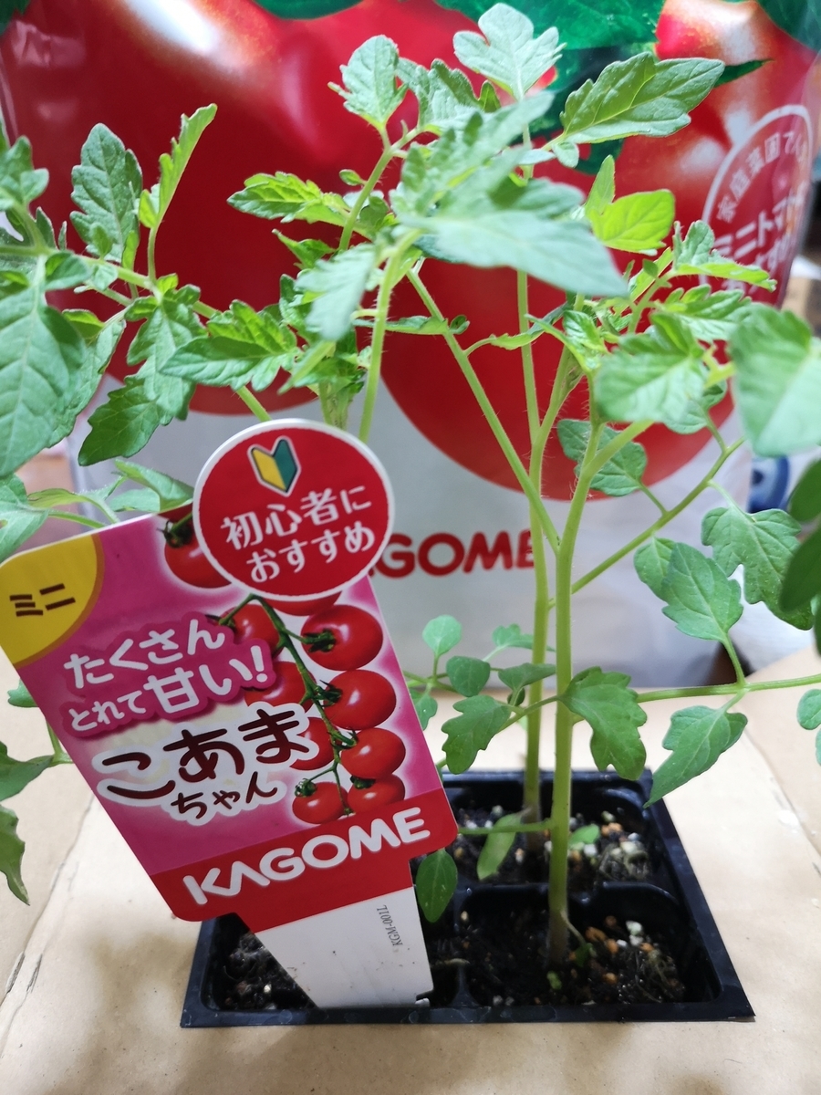 ミニトマト こあまちゃん観察日記 植え付け 土が足りない ショーミンの普通のブログ２