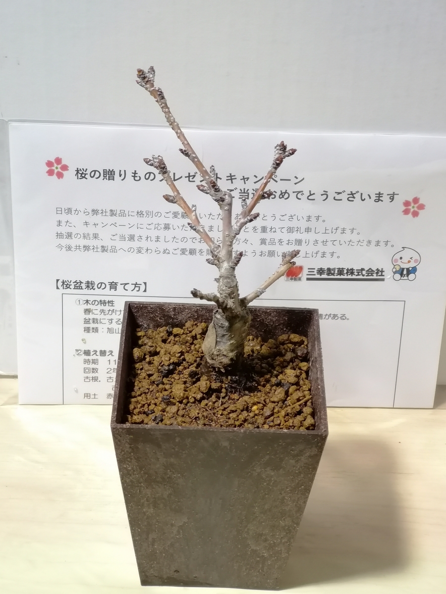 当選報告】ワイズマート×三幸製菓 桜の贈りものプレゼントキャンペーン