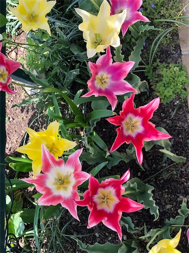 f:id:shonririmama:20210422100513j:image