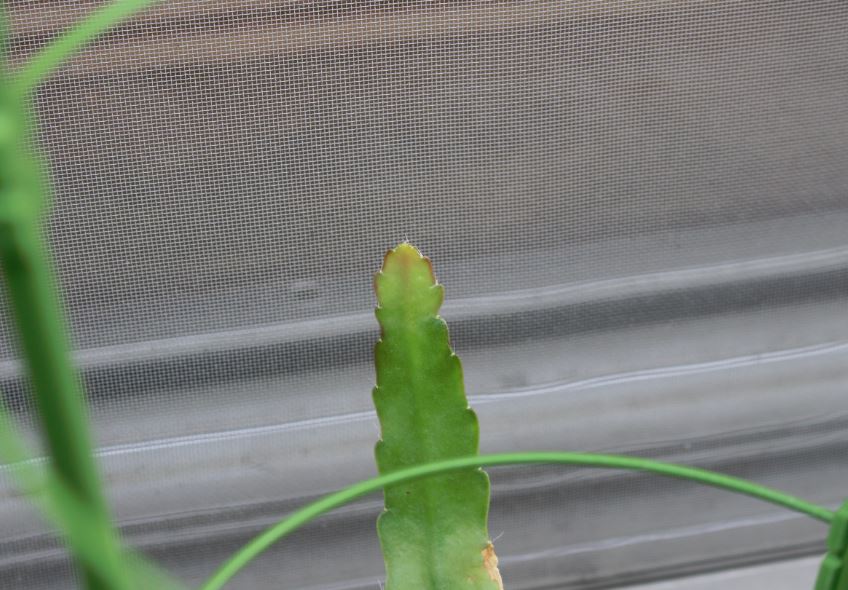 f:id:shootingstarjony:20160704082635j:plain f:id:shootingstarjony:20160704082635j:plain