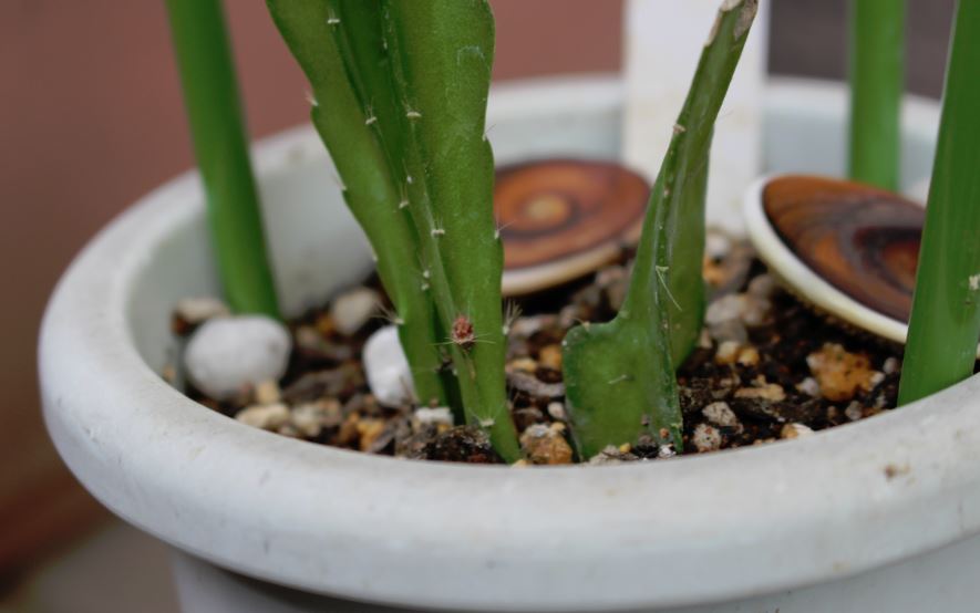 f:id:shootingstarjony:20160704082836j:plain f:id:shootingstarjony:20160704082836j:plain