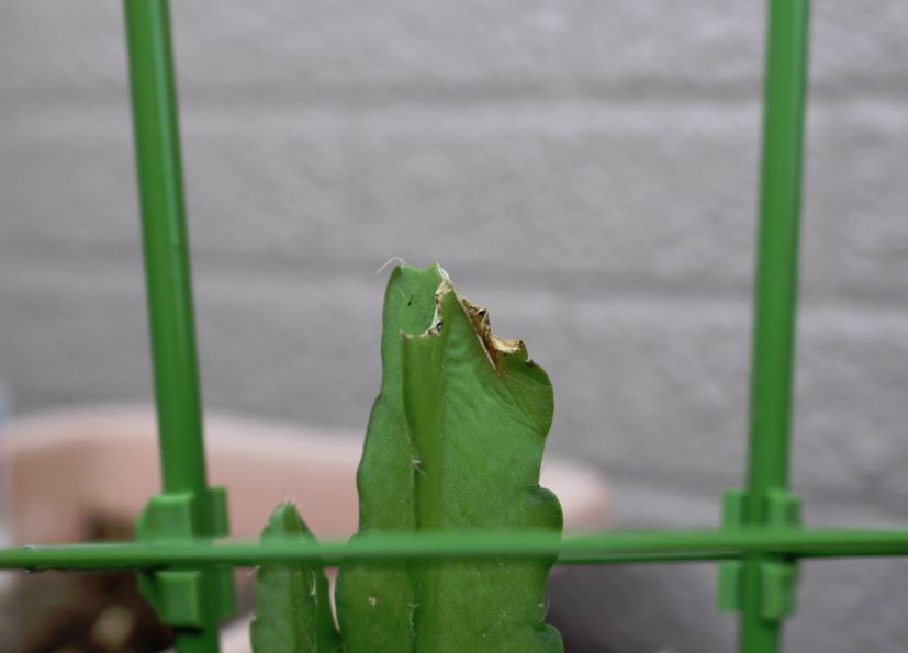 f:id:shootingstarjony:20160704083000j:plain f:id:shootingstarjony:20160704083000j:plain