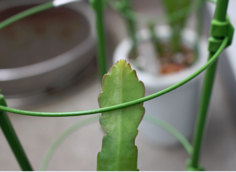 f:id:shootingstarjony:20160704083114j:plain f:id:shootingstarjony:20160704083114j:plain