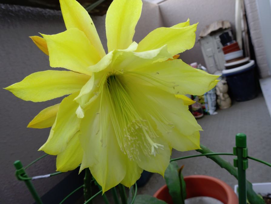 黄緑色の花クジャクサボテン接ぎ木