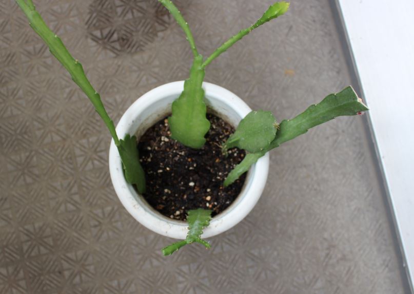 f:id:shootingstarjony:20181019101211j:plain f:id:shootingstarjony:20181019101211j:plain