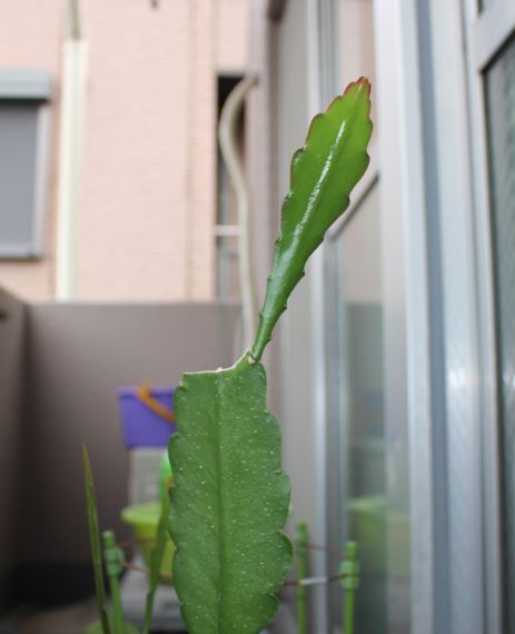 f:id:shootingstarjony:20181019101838j:plain f:id:shootingstarjony:20181019101838j:plain