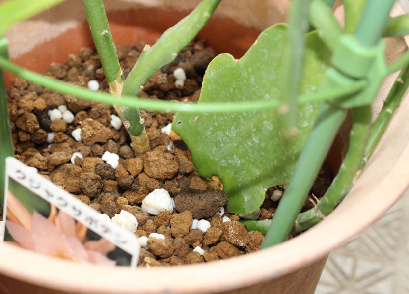 f:id:shootingstarjony:20181019102126j:plain f:id:shootingstarjony:20181019102126j:plain