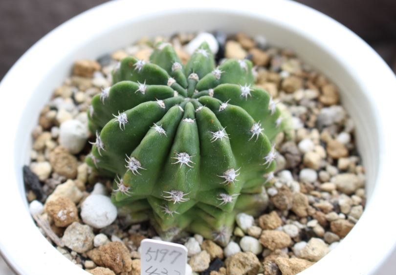 f:id:shootingstarjony:20181019102624j:plain f:id:shootingstarjony:20181019102624j:plain