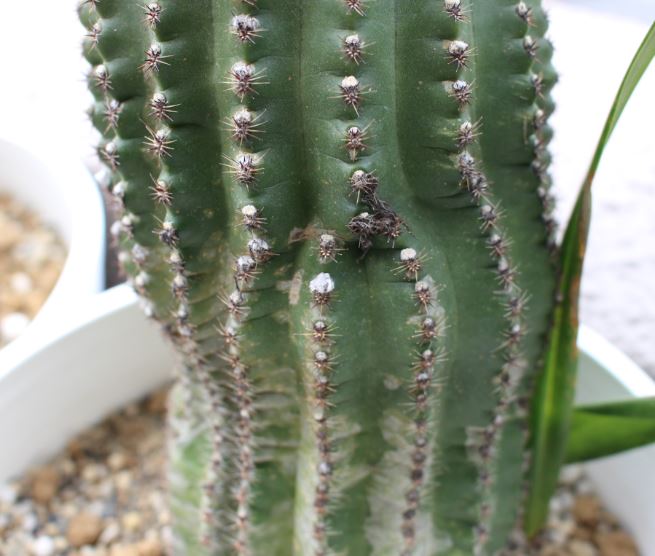 f:id:shootingstarjony:20181019103134j:plain f:id:shootingstarjony:20181019103134j:plain