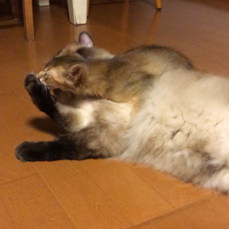f:id:shopopo:20160824211130j:plain f:id:shopopo:20160824211130j:plain