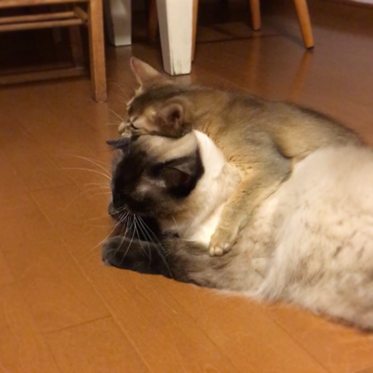 f:id:shopopo:20160824211218j:plain f:id:shopopo:20160824211218j:plain