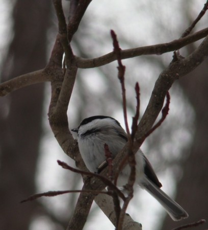 f:id:shorebird:20090406204806j:image