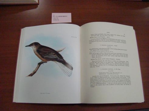 f:id:shorebird:20091206161246j:image f:id:shorebird:20091206161246j:image