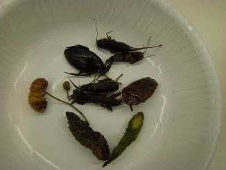 f:id:shorebird:20100406190144j:image