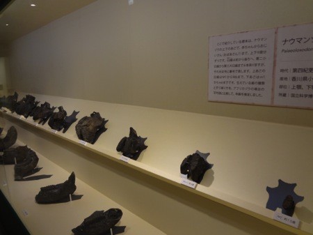 f:id:shorebird:20141005092202j:image