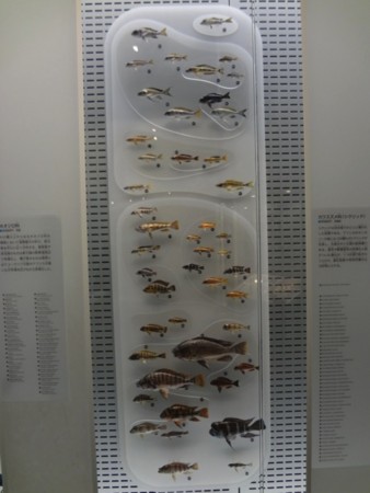 f:id:shorebird:20141005092318j:image