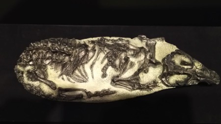 f:id:shorebird:20151001204212j:image