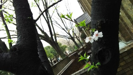 f:id:shorebird:20170506094339j:image:w300:right