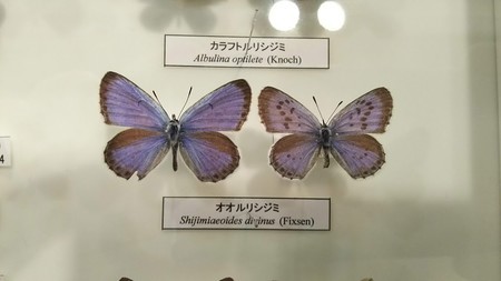 f:id:shorebird:20180929100244j:image
