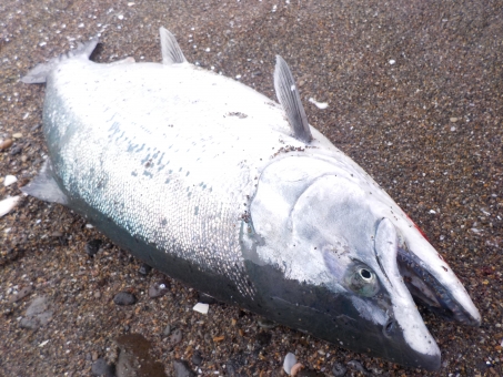 山陰 日本海で狙う幻の魚 海サクラマス Gomoku Life 山陰 日本海で狙う幻の魚 海サクラマス Gomoku Life